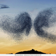 Illustration for article titled Photographer transforms plastic bags into beautiful bird flocks